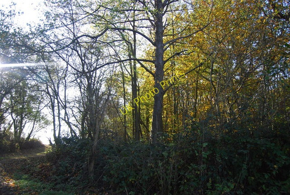 Photo 6"x4" Hale Park Wood Hale Street c2009