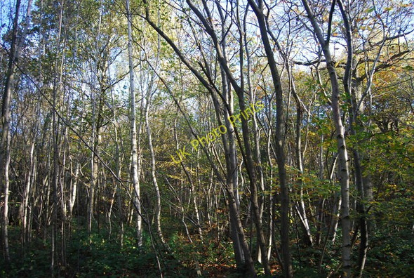 Photo 6"x4" Moat Wood Nettlestead\/TQ6852 c2009