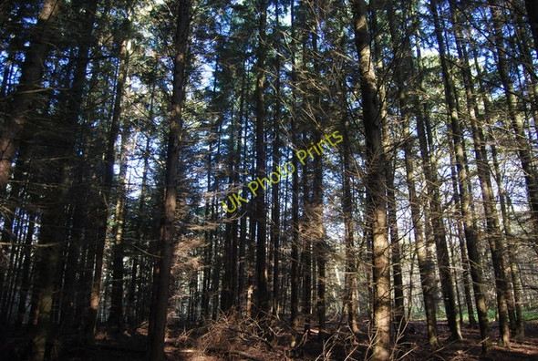 Photo 6"x4" Conifers, Moat Wood Nettlestead\/TQ6852 c2009
