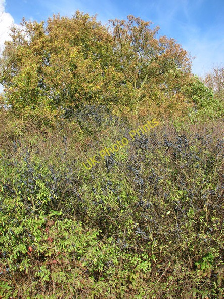 Photo 6"x4" Sloes beside the track to College Farm Bull's Green\/TM4194 c2009