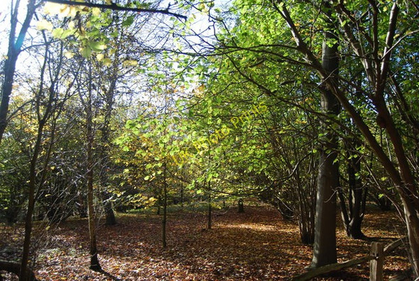 Photo 6"x4" Peckham Hurst off Swanton Rd Gover Hill c2009