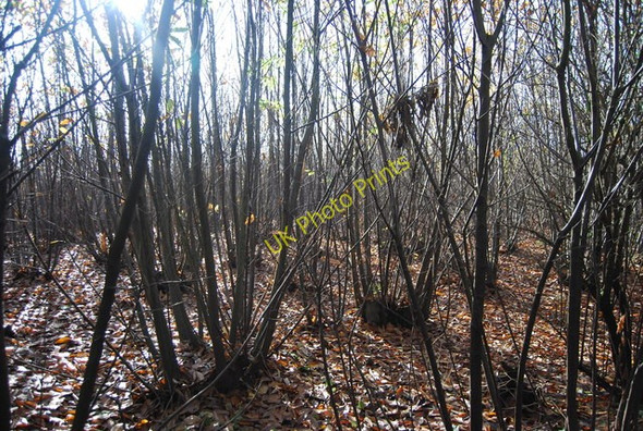 Photo 6"x4" Coppiced trees by Swanton Rd Gover Hill c2009