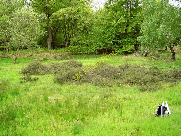 Photo 6"x4" Epping Forest clearing with heather Chingford c2005
