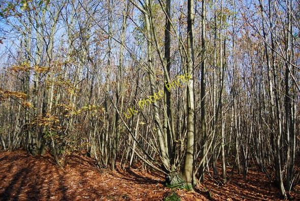Photo 6"x4" Hurst Wood Gover Hill c2009