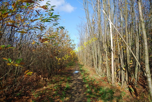 Photo 6"x4" Bridleway through Hurst Wood Gover Hill c2009 P2