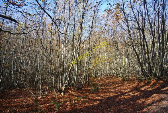 Photo 6"x4" Coppiced trees, Hurst  Wood Claygate Cross c2009