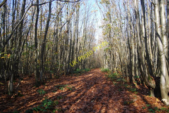 Photo 6"x4" The Wealdway, Hurst Wood Claygate Cross c2009