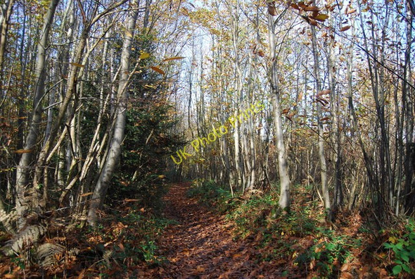Photo 6"x4" The Wealdway, Hurst Wood Claygate Cross c2009