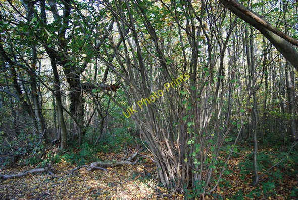 Photo 6"x4" Coppiced trees, Hurst  Wood Claygate Cross c2009