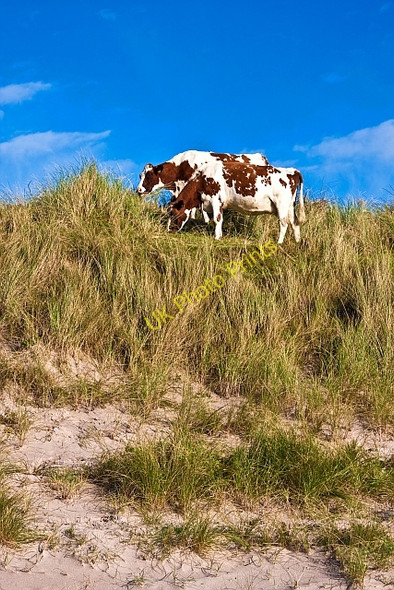 Photo 6"x4" Cows at Dunaverty Bay Southend\/NR6908 c2009