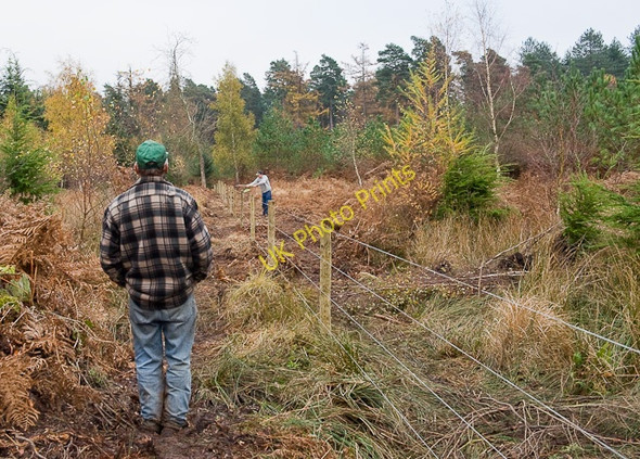 Photo 6"x4" Warwickslade Cutting: refencing Poundhill Inclosure Bank\/SU2807 c2009 P3