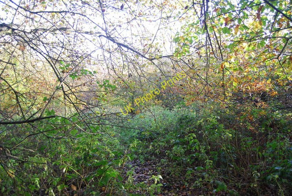 Photo 6"x4" Woodland by the footpath near Battle Battle\/TQ7416 c2009