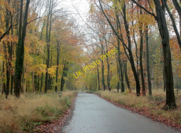 Photo 6"x4" 2009 : Grand Avenue Savernake Forest in autumn Forest Hill\/SU2068 c2009