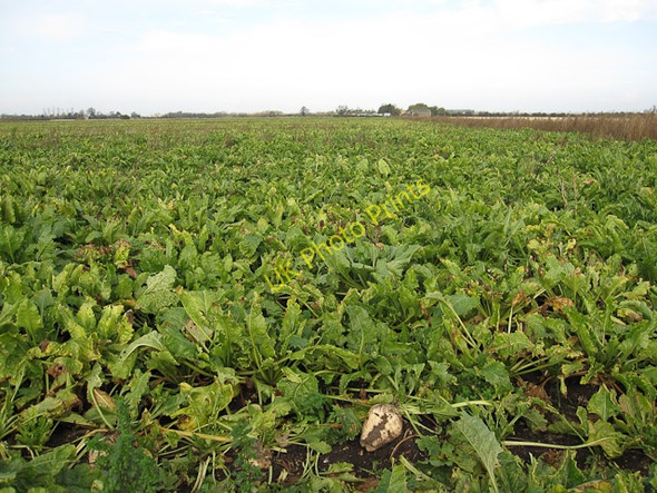 Photo 6"x4" Sugar Beet field East Fen Common c2009
