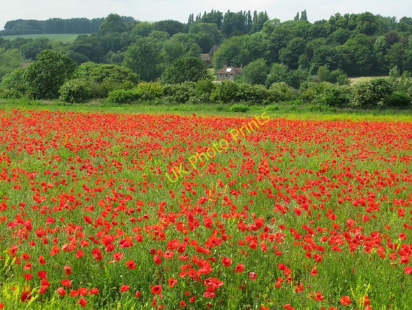 Photo 6"x4" Field of poppies near Heronden Heronden\/TR2954 c2009