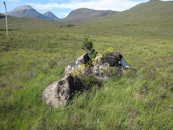 Photo 6"x4" Sheltered holly tree Bridge of Grudie c2009