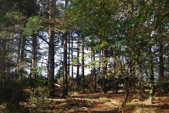 Photo 6"x4" A stand of conifers by the Wealdway Jumper's Town c2009