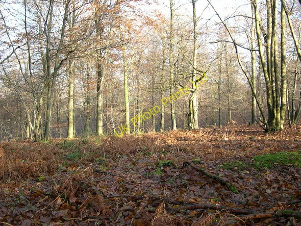 Photo 6"x4" Botley Woods Tapnage c2005