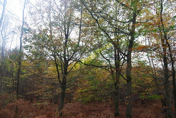 Photo 6"x4" Five Hundred Acre Wood Chuck Hatch c2009