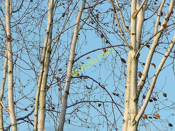 Photo 6"x4" Silver Birch Bromsash c2009
