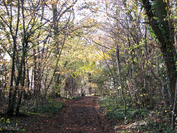 Photo 6"x4" Hickling Lane in Sprow's Pits Swainsthorpe c2009