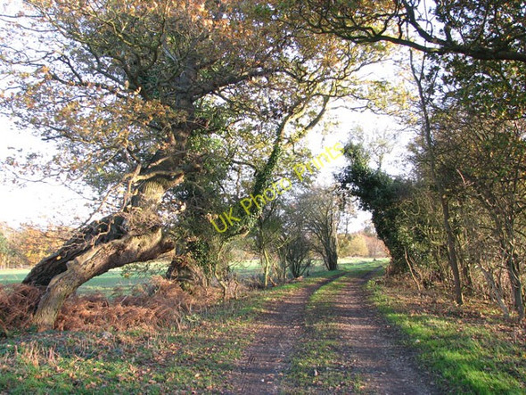 Photo 6"x4" Approaching the A140 on Hickling Lane Dunston\/TG2202 c2009