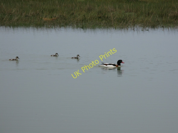 Photo 6"x4" Shelduck and ducklings on the River Stour Richborough Port c2009