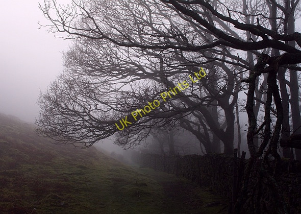 Photo 6"x4" Flass Wood Loweswater\/NY1420 c2008
