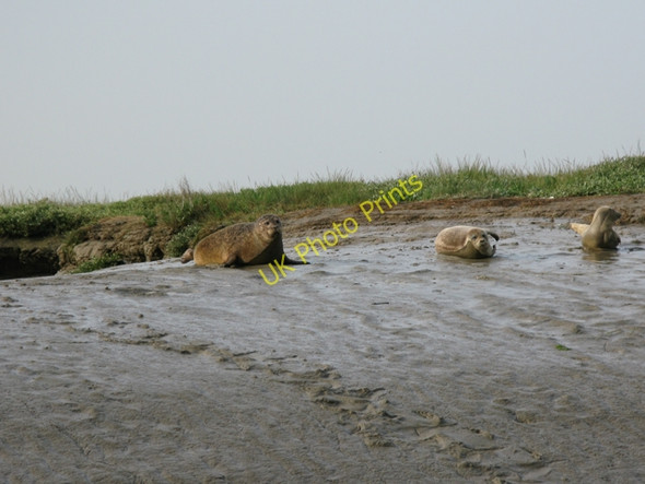 Photo 6"x4" Seals resting on river bank Richborough Port c2009