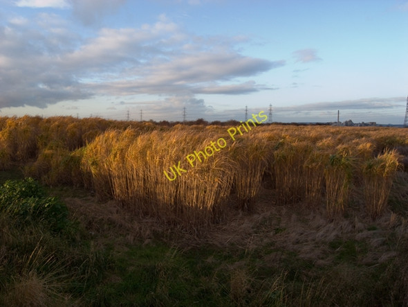 Photo 6"x4" Miscanthus near Horkstow Bridge Horkstow c2009