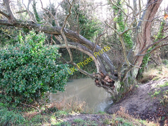 Photo 6"x4" Swollen stream with old tree Cutlers Green c2009