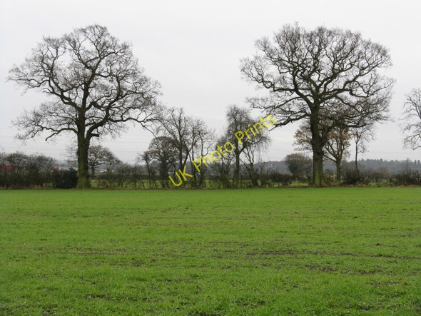Photo 6"x4" Bickenhill - Two Trees Field Bickenhill c2009