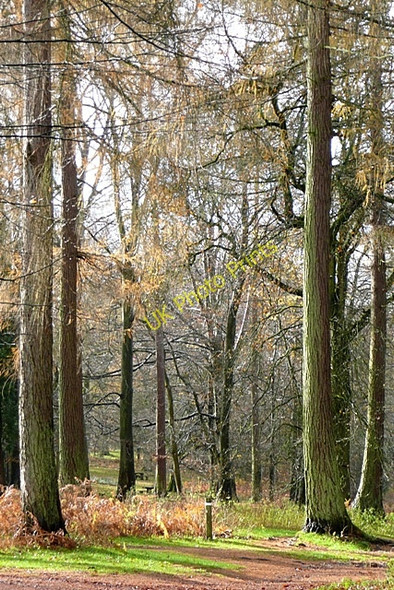 Photo 6"x4" A good place to start a walk Cannop c2009