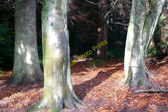 Photo 6"x4" Eeriness in the trees Brierley\/SO6215 c2009