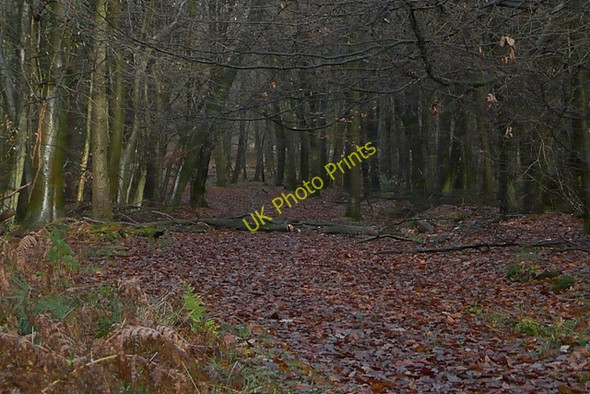 Photo 6"x4" On the Gloucestershire Way Brierley\/SO6215 c2009
