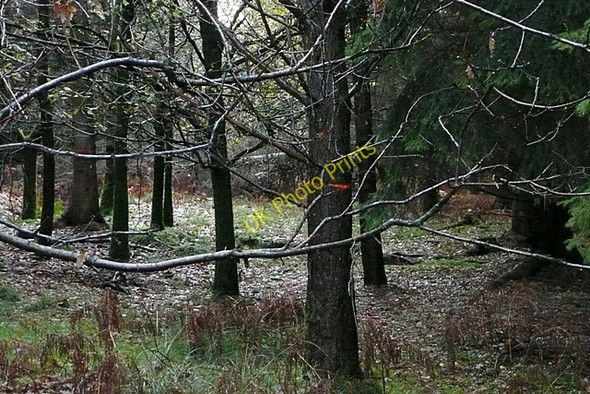 Photo 6"x4" Just off the cycleway Cinderford c2009