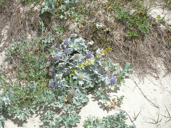 Photo 6"x4" Sea Holly on Gugh, St Agnes, Scilly Hugh Town c2007