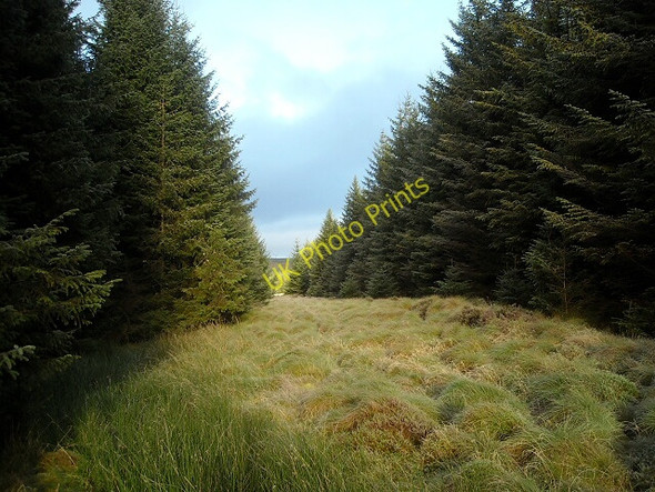 Photo 6"x4" Fire Break in Whitelee Forest Calder Burn\/NS5941 c2009