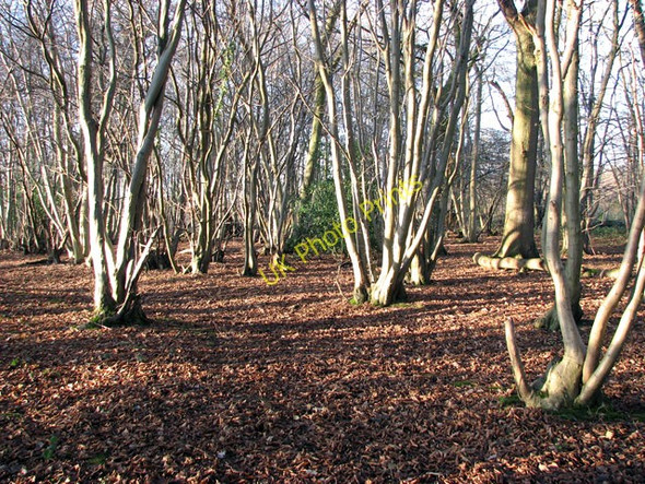 Photo 6"x4" Lower Wood Nature Reserve - coppiced trees Ashwellthorpe c2009