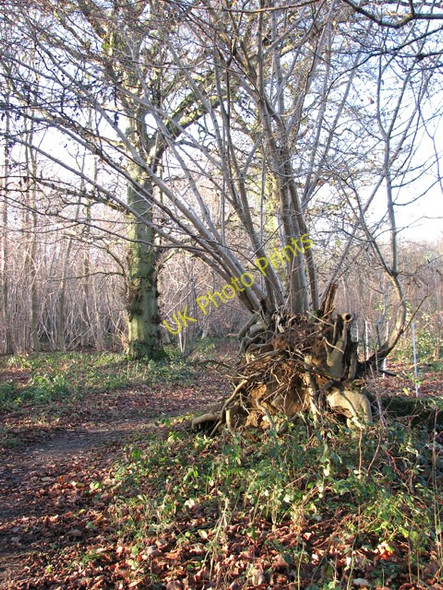 Photo 6"x4" Lower Wood Nature Reserve - uprooted tree Ashwellthorpe c2009