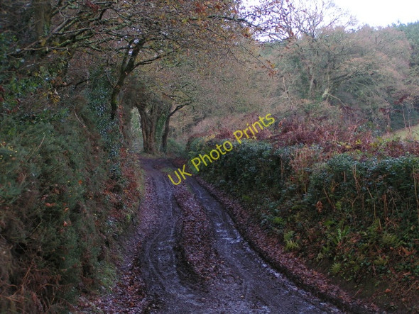 Photo 6"x4" Track heading towards Bicton Common Yettington c2009