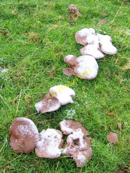Photo 6"x4" Snow dusted fungi near Pribdean Wood Deanland c2009