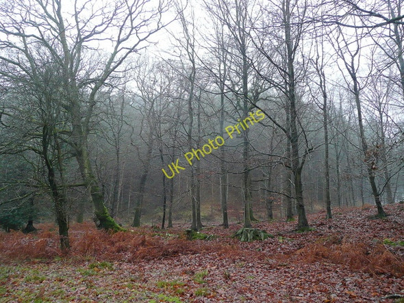 Photo 6"x4" The Royal Forest of Dean Parkend\/SO6108 c2009