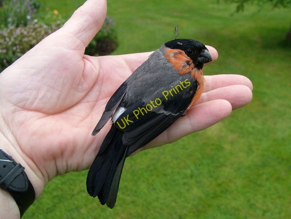 Photo 6"x4" A Bird in the Hand Portadown c2009