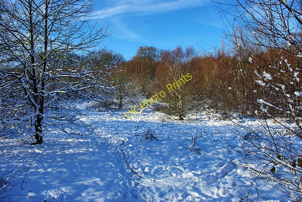 Photo 6"x4" Woodland clearing Buchan Hill\/TQ2533 c2009