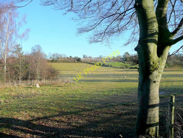 Photo 6"x4" Winter sheep pasture 1 Ross-on-Wye c2009