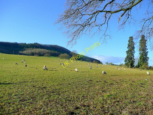 Photo 6"x4" Winter sheep pasture 2 Ross-on-Wye c2009