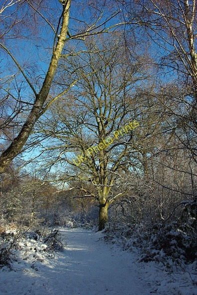 Photo 6"x4" A shapely tree Buchan Hill\/TQ2533 c2009