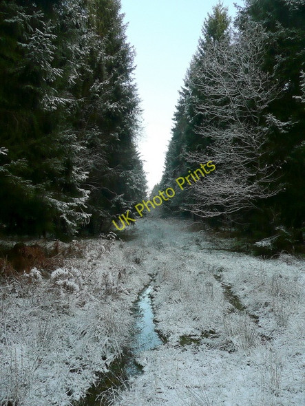 Photo 6"x4" Coniferous forest Cannop c2009