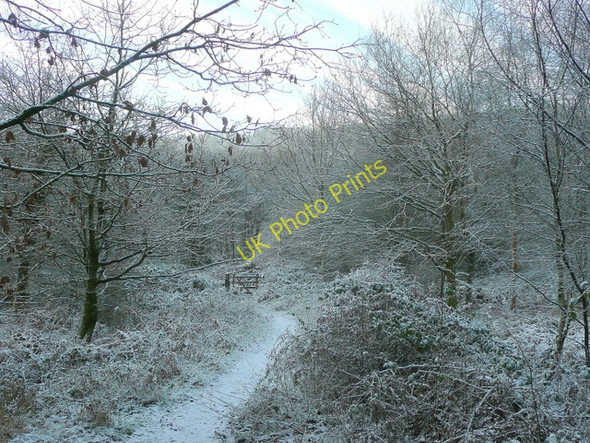 Photo 6"x4" Forest gate Cannop c2009